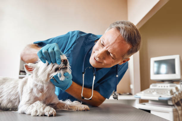 Best Broken or Chipped Tooth Repair in Gibsonville, NC